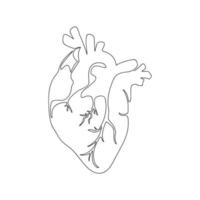 hart menselijk orgel getekend door één lijn. anatomische schets. doorlopende lijntekening kunst. eenvoudige vectorillustratie in minimalistische stijl.