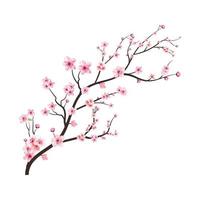 kersenbloesemtak met verspreidende roze sakurabloem. aquarel kersenbloem. aquarel bloem vector. sakura tak vector op witte achtergrond. kersenbloesemtak met sakura.