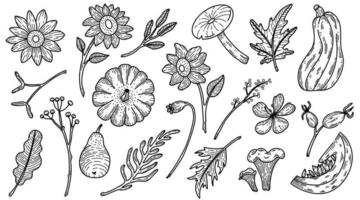 herfst vector lijn kunst grote reeks pompoenen, zonnebloemen, val leves en paddestoelen illustratie op wit.