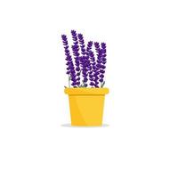 mooie bloem in een pot. in een pot planten. lavendel vector