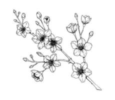 handgetekende kersentak in bloei. vectorillustratie in schetsstijl. vintage lentebloemen. vector
