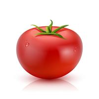 Realistische tomaat geïsoleerd vector