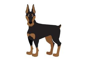 vectorillustratie van doberman hond op witte achtergrond vector