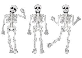 drie grappige skeletten in verschillende posities. clipart skelet vector
