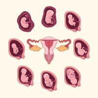 embryo-ontwikkeling en baarmoeder vector