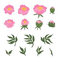 collectie van bladeren, knoppen, bloemen roze pioenrozen. set bloemen elementen geïsoleerd op wit. hand getrokken botanische vectorillustratie voor huwelijksuitnodiging, patronen, behang, stof, inwikkeling vector