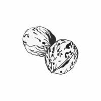 de walnoot is getekend in de stijl van zwart-wit afbeeldingen. een handgetekende schets van een walnoot. vector