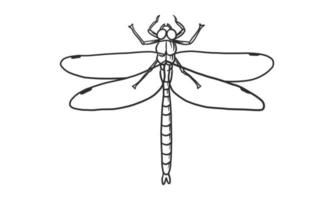 vector lineart illustratie van libel op witte achtergrond, hand getekende mooie libel insect sketch