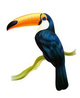 Toucan zittend op takje realistische afbeelding vector