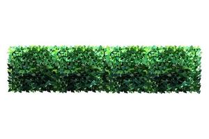 siergroene plant in de vorm van een haag.klimopboog.realistische tuinstruik, seizoensstruik, buxus, boomkroonstruikblad. vector