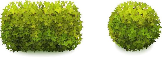 siergroene plant in de vorm van een haag.klimopboog.realistische tuinstruik, seizoensstruik, buxus, boomkroonstruikblad.
