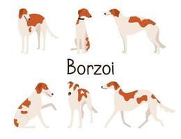 russische honden windhond of windhond hondenras in verschillende poses. set of verzameling van cartoon honden geïsoleerd op een witte achtergrond. vectorillustratie van een huisdier flat vector