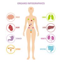 menselijke anatomie organen infographics vector