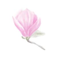 zachtjes aquarel roze bloem magnolia. vector