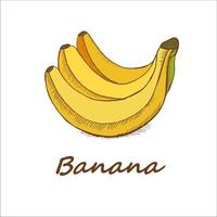 bananen, met de hand getekend. vectorillustratie. vector