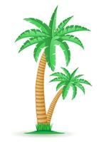 palm tropische boom vectorillustratie vector