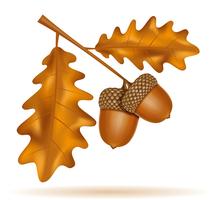 herfst eiken eikels met bladeren vectorillustratie vector