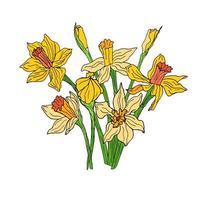 illustratie van een boeket van narcissen. hand getrokken vectorillustratie geïsoleerd op een witte achtergrond. gele, oranje en groene kleuren. zwarte omtrek. lente bloemen vector