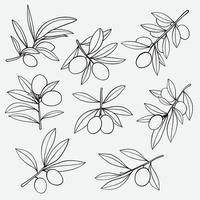 doodle uit de vrije hand schets tekening van olijf fruit collectie. vector