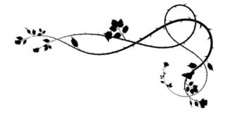 patroon van bloemen van een roos en haar bladeren scroll vector