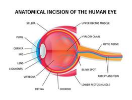 menselijke oogbol anatomie incisie vector