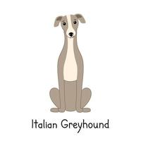 hond van het ras Italiaanse windhond zit geïsoleerd op een witte achtergrond. vector hand getekende illustratie