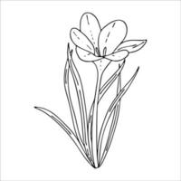 krokus overzicht drawing.the eerste lente bloemen in de doodle style.black en white image.coloring van flowers.floristics voor decoratie, ansichtkaarten, bruiloften, birthdays.vector afbeelding vector