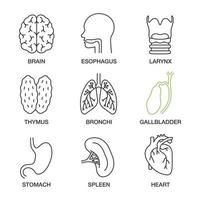 interne organen lineaire iconen set. hersenen, slokdarm, strottenhoofd, thymus, bronchiën, galblaas, maag, milt, hart. dunne lijn contour symbolen. geïsoleerde vectoroverzichtsillustraties vector