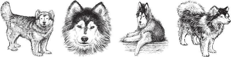 Siberische husky vector lijntekeningen, hond Siberische husky, huskie mascotte