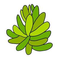 schattige doodle succulente bloem geïsoleerd op een witte achtergrond. cartoon plant icoon. struik geïsoleerd. vector