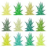 agave bush set geïsoleerd op een witte achtergrond. aloë vera, vetplant. vector