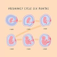 embryo ontwikkelingscyclus zes vector