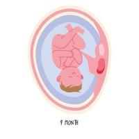 embryo-ontwikkeling negende maand vector