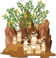 geïsoleerde natuurscène met meerkatfamilie vector