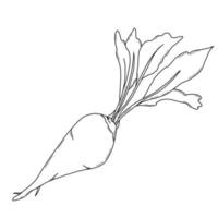 suikerbiet. plant met bladeren. vector illustration.linear doodle element voor ontwerp en decor.