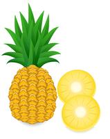 ananas vector