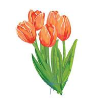 tulpen boeket. aquarel lente holland bloemen voor internationale vrouw dag 8 maart, moeder en overwinning dag wenskaart vector geïsoleerd op wit