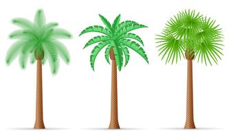 palmboom vectorillustratie vector