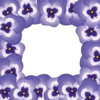 violet altviool tuin viooltje bloemenrand. vector