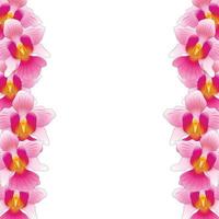 roze vanda miss joaquim orchidee border vector