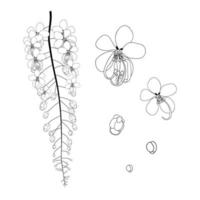 cassia fistula - gloden shower bloem zwart wit vector