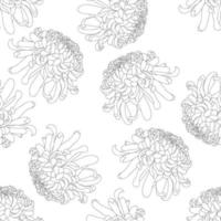 chrysant omtrek op witte achtergrond vector