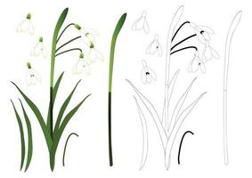 witte sneeuwklokje bloem overzicht vector