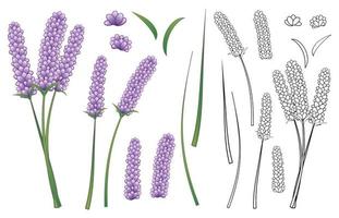 lavendel bloem en overzicht geïsoleerd op een witte achtergrond. vector