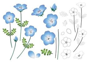 nemophila baby blauwe ogen bloem overzicht vector