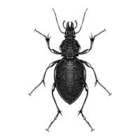 carabus gigas illustratie vector plat ontwerp