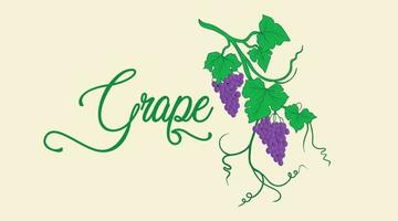 vintage logo voor paarse wijnstok met groene bladeren, wijngaard, wijnwinkel, wijnkaart. eten en drinken logo symbool ontwerp vector