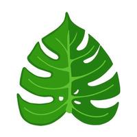 monstera plant. illustratie voor afdrukken, achtergronden, wallpapers, covers, verpakkingen, wenskaarten, posters, stickers, textiel en seizoensontwerp. geïsoleerd op een witte achtergrond. vector