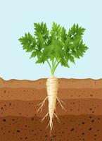 pastinaak boom plant met wortels vector