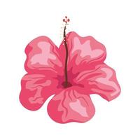 hibiscus mooie roze kleur, tropische natuur, lente zomer botanisch vector